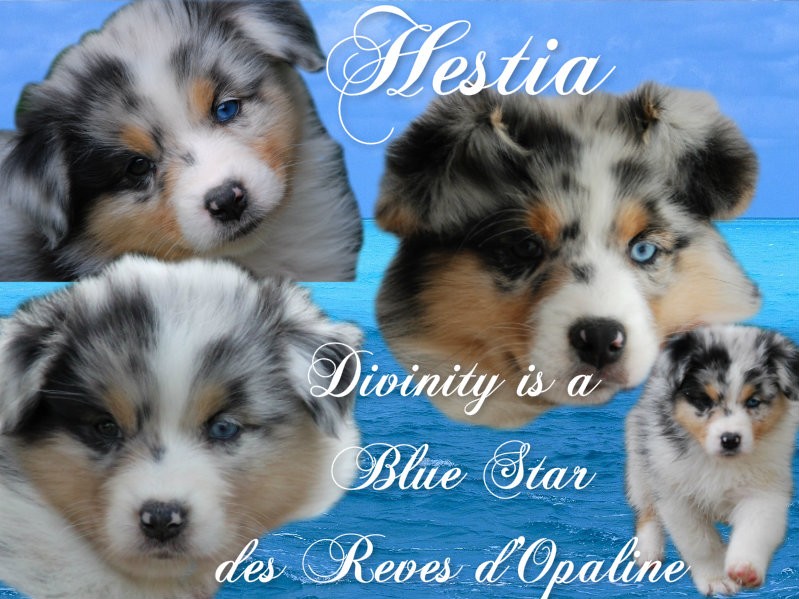 Hestia divinity is a blue star des rêves d'opaline