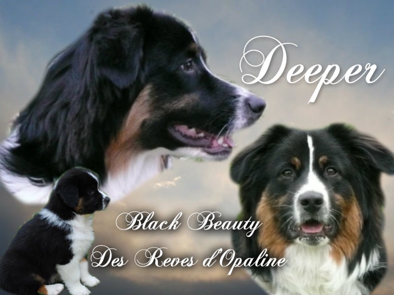 Deeper black beauty des rêves d'opaline