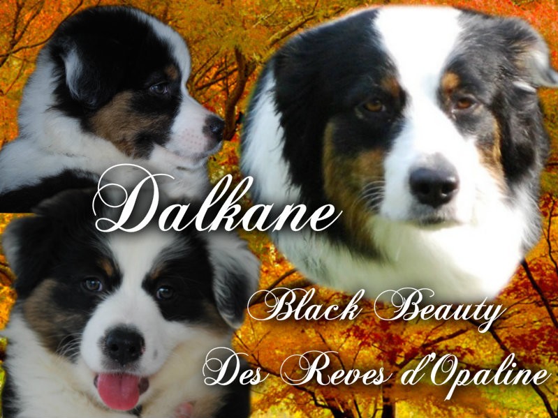 Dalkane black beauty des rêves d'opaline