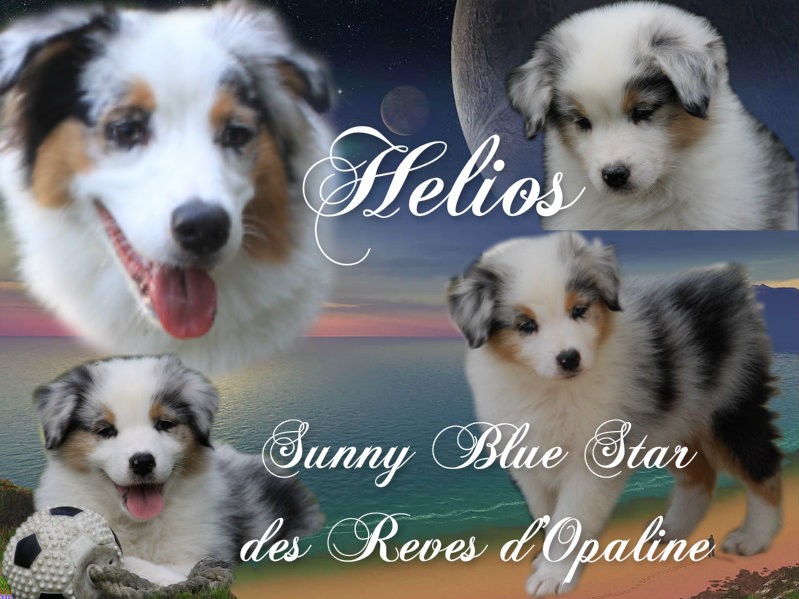 Hélios sunny blue star des rêves d'opaline