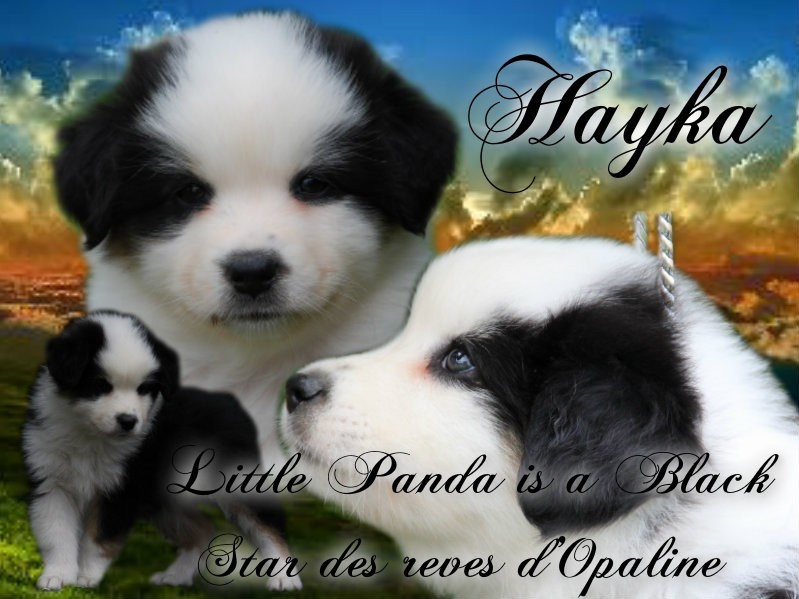 Hayka little panda is a black star des rêves d'opaline