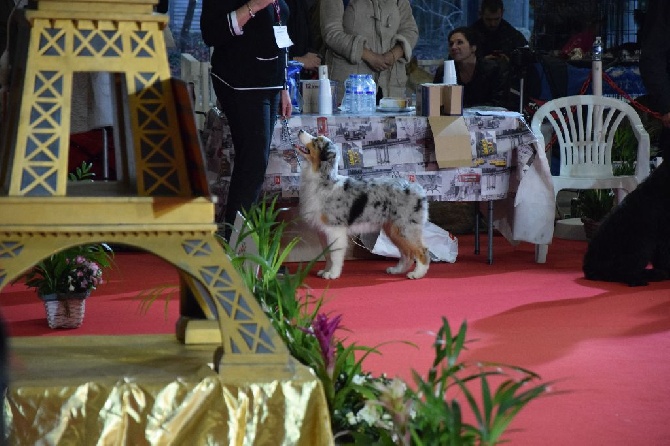 des rêves d'opaline - Paris Dog Show