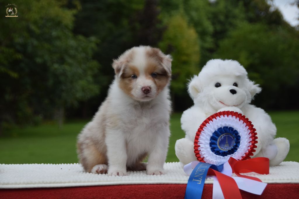 Victor of-the-gold medal des rêves d'opaline