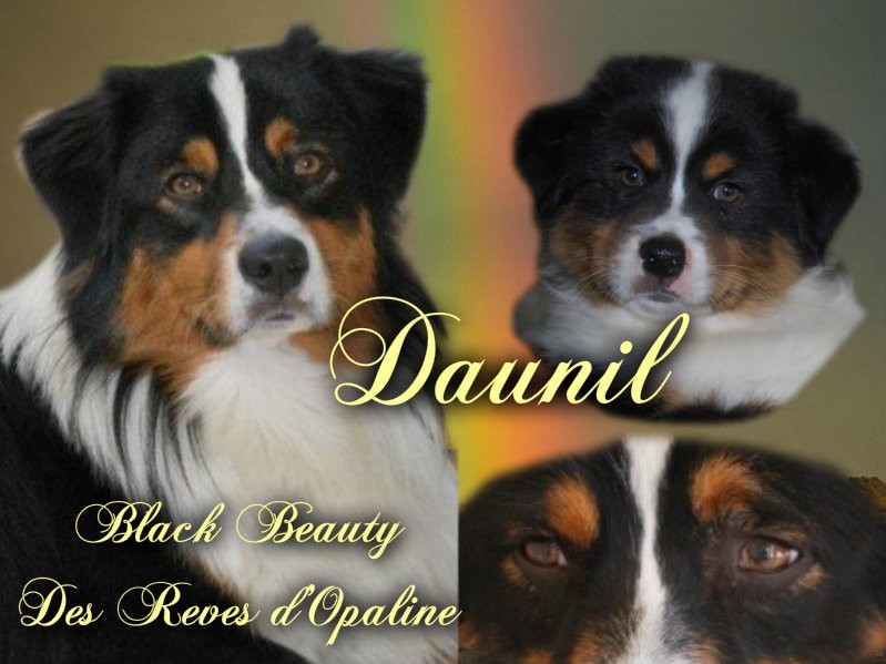 Daunil black beauty des rêves d'opaline