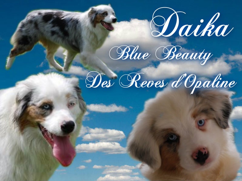 Daïka blue beauty des rêves d'opaline