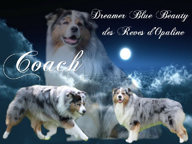 Dreamer blue beauty des rêves d'opaline