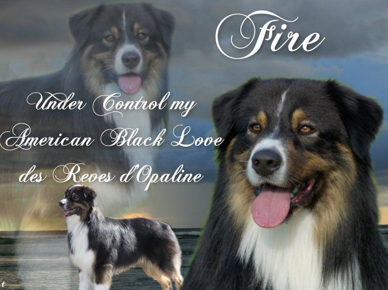 Fire under control my american black love des rêves d'opaline