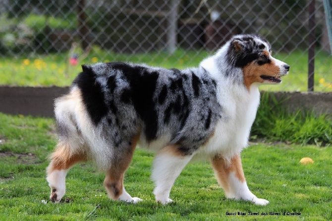 Sr.gucci blue jewel des rêves d'opaline