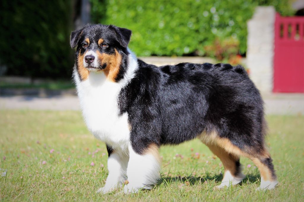 Jad'or black angel des rêves d'opaline