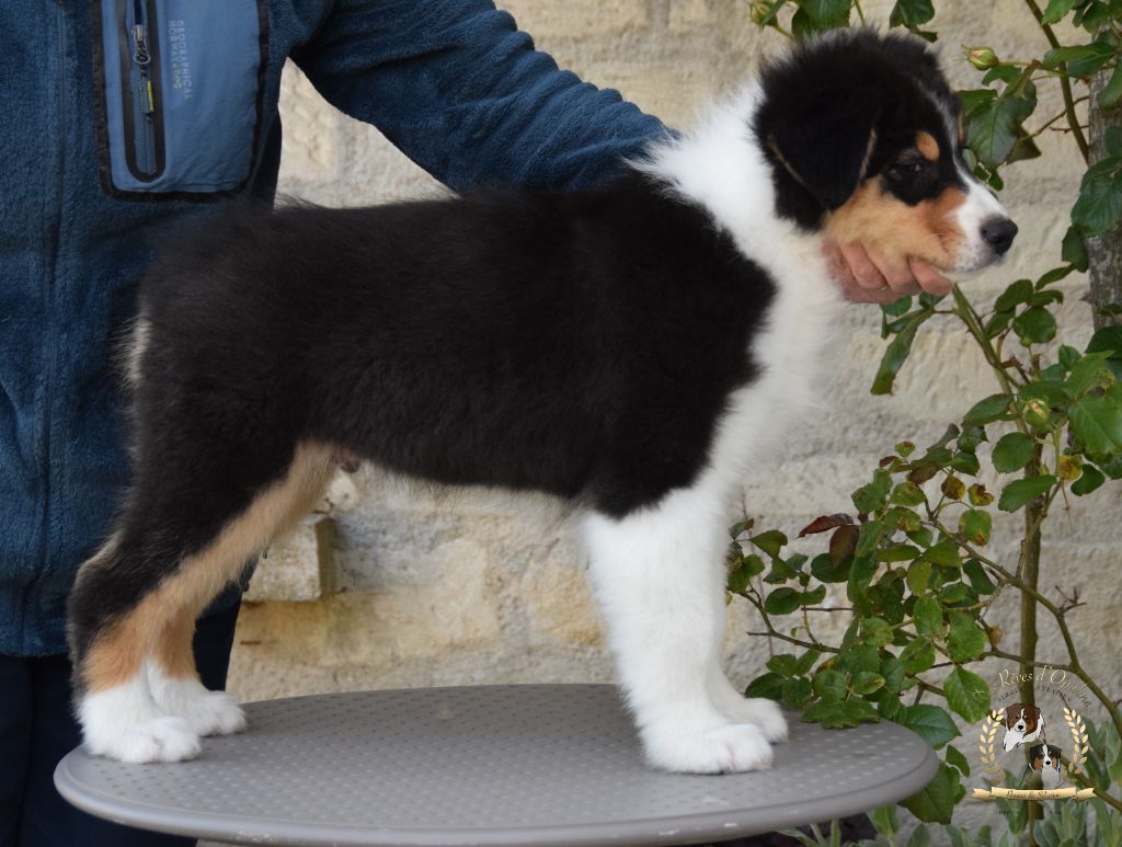 Rafter black sweet friend des rêves d'opaline