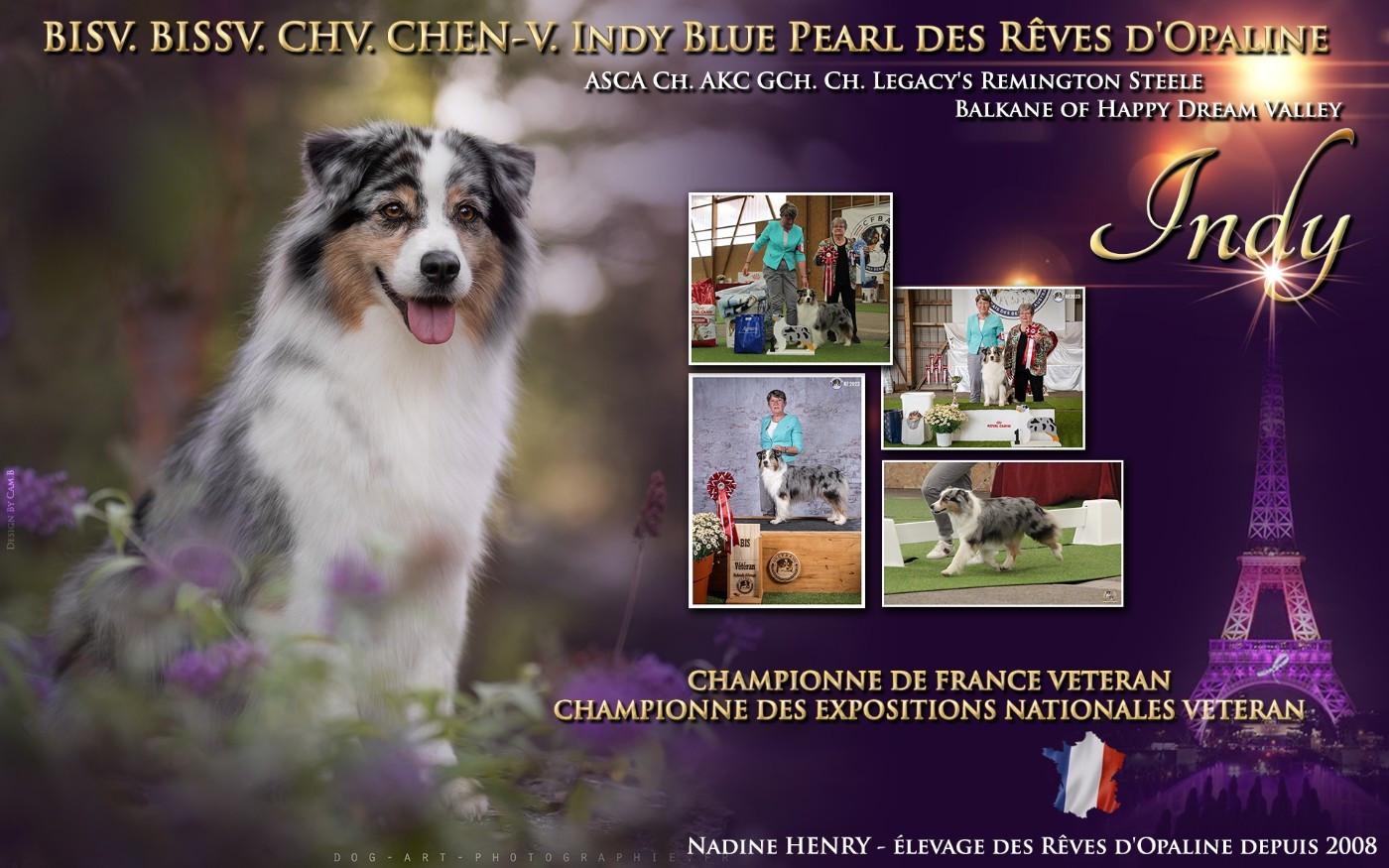 CH. Indy blue pearl des rêves d'opaline