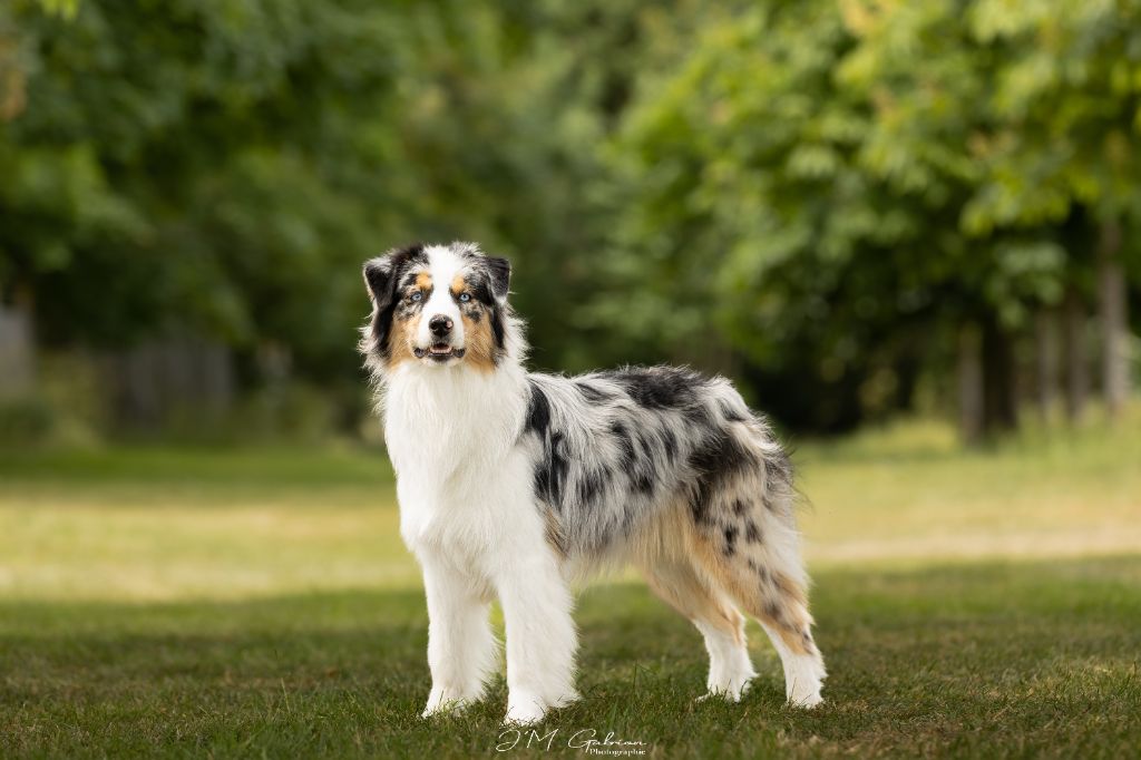 Valiant sweet heart des rêves d'opaline