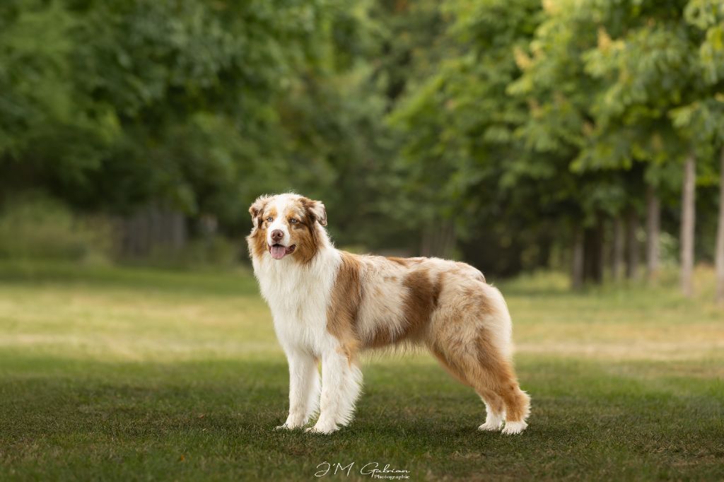 Victor of-the-gold medal des rêves d'opaline
