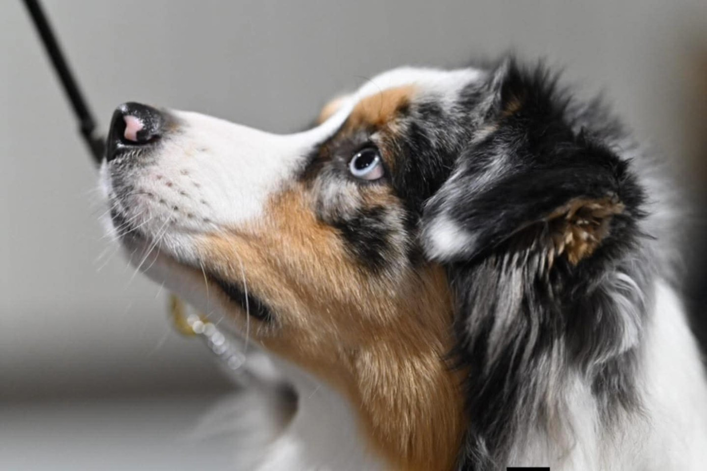 des rêves d'opaline - la Normandie nous réussit !