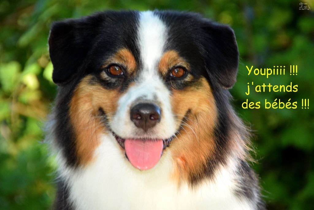 des rêves d'opaline - les prochains bébés sont en route !