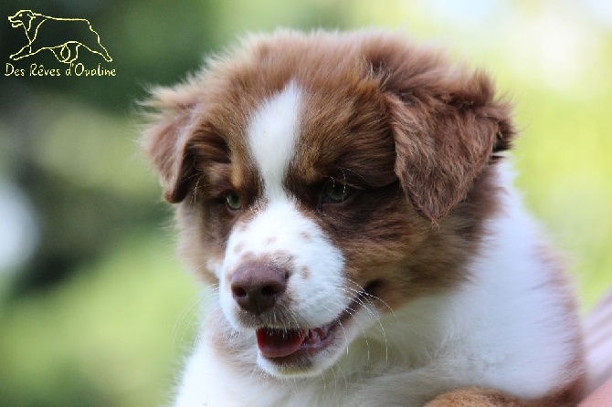 des rêves d'opaline - une nouvelle recrue !