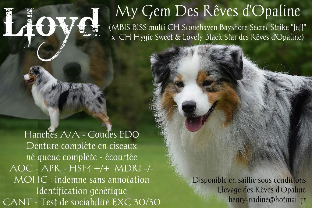 des rêves d'opaline - Lloyd disponible en saillie