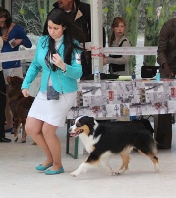 des rêves d'opaline - Paris Dog Show
