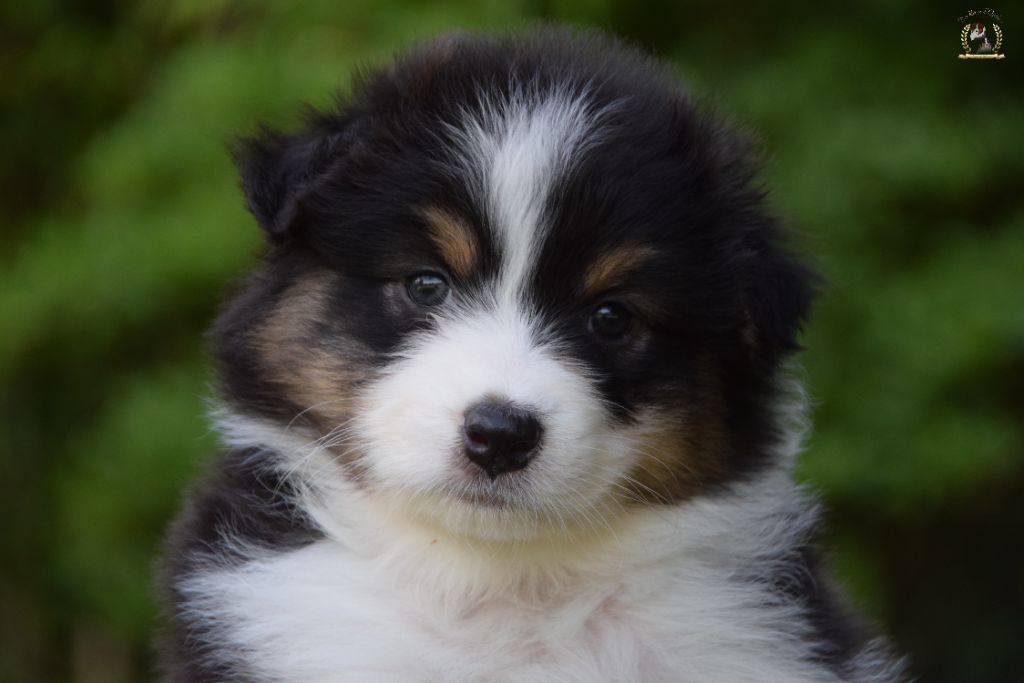 des rêves d'opaline - Chiots disponibles - Berger Australien