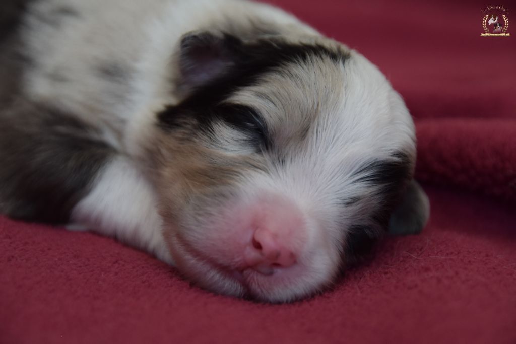 des rêves d'opaline - Chiots disponibles - Berger Australien