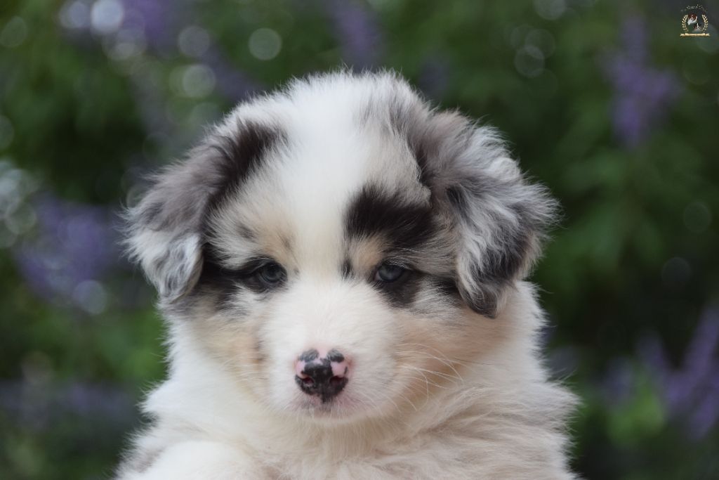 des rêves d'opaline - Chiots disponibles - Berger Australien