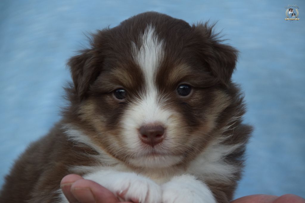 des rêves d'opaline - Chiots disponibles - Berger Australien