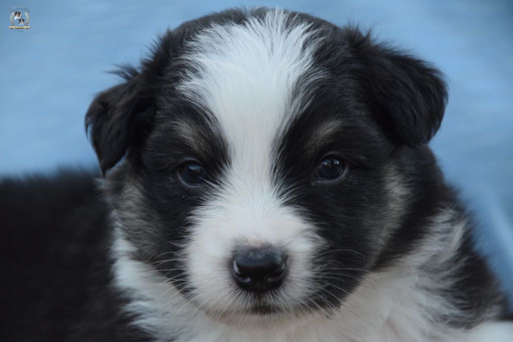 des rêves d'opaline - Chiots disponibles - Berger Australien