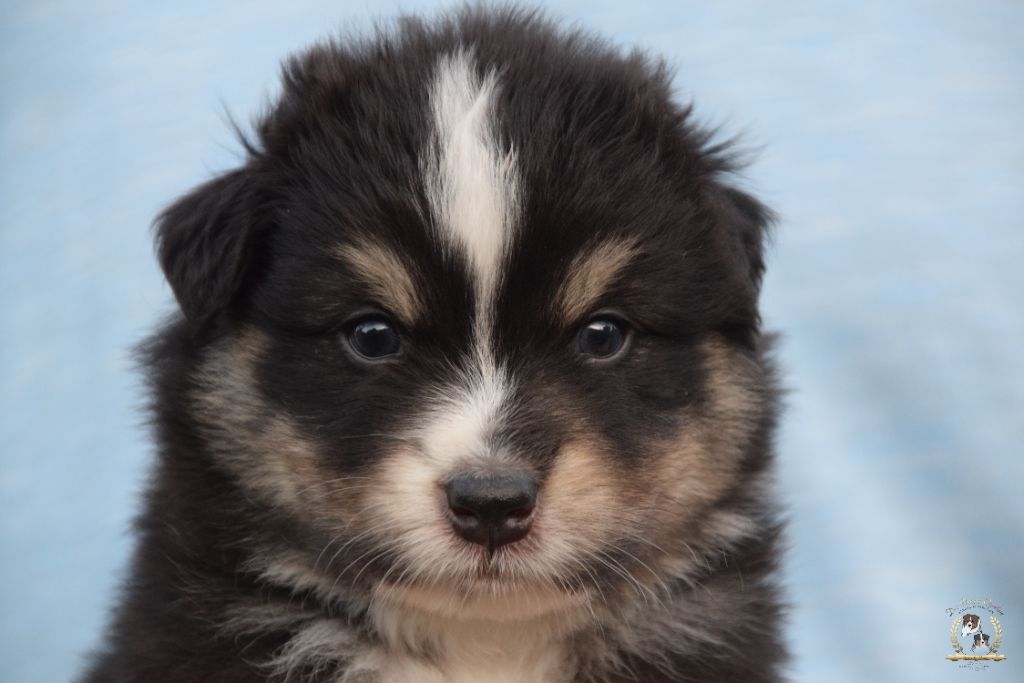 des rêves d'opaline - Chiots disponibles - Berger Australien