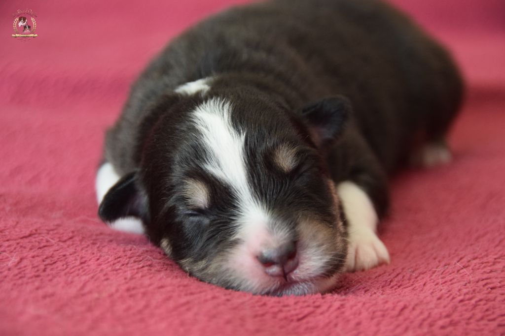 des rêves d'opaline - Chiots disponibles - Berger Australien