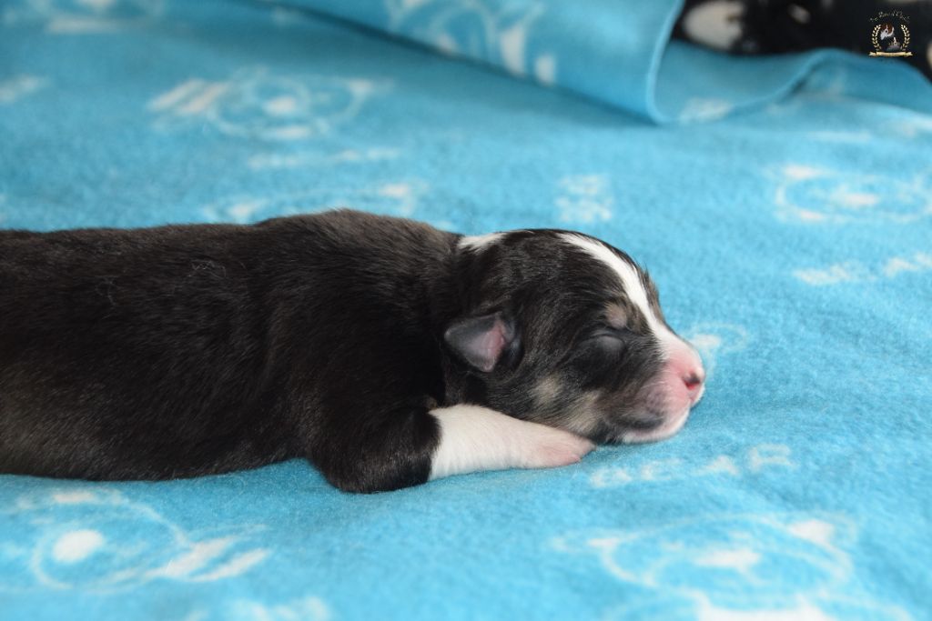 des rêves d'opaline - Chiots disponibles - Berger Australien