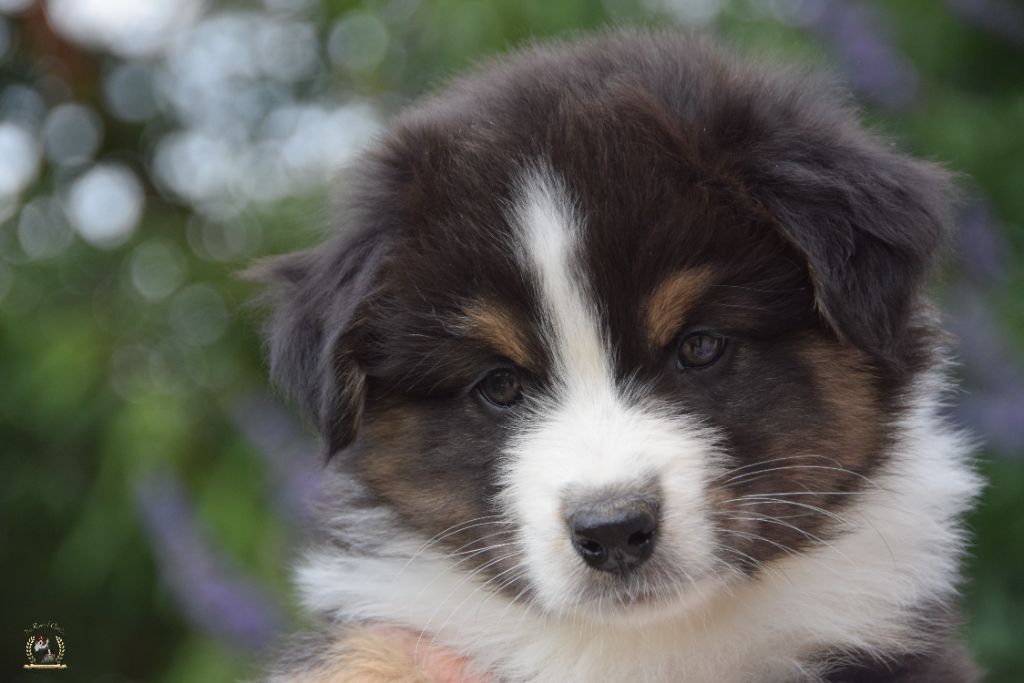 des rêves d'opaline - Chiots disponibles - Berger Australien