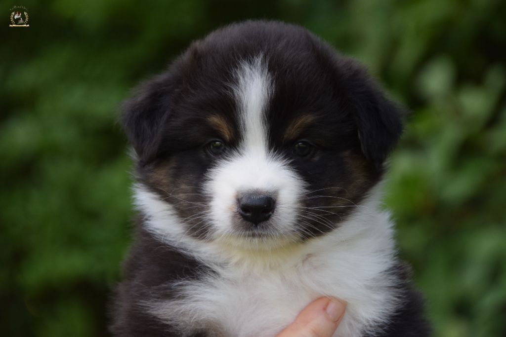 des rêves d'opaline - Chiots disponibles - Berger Australien
