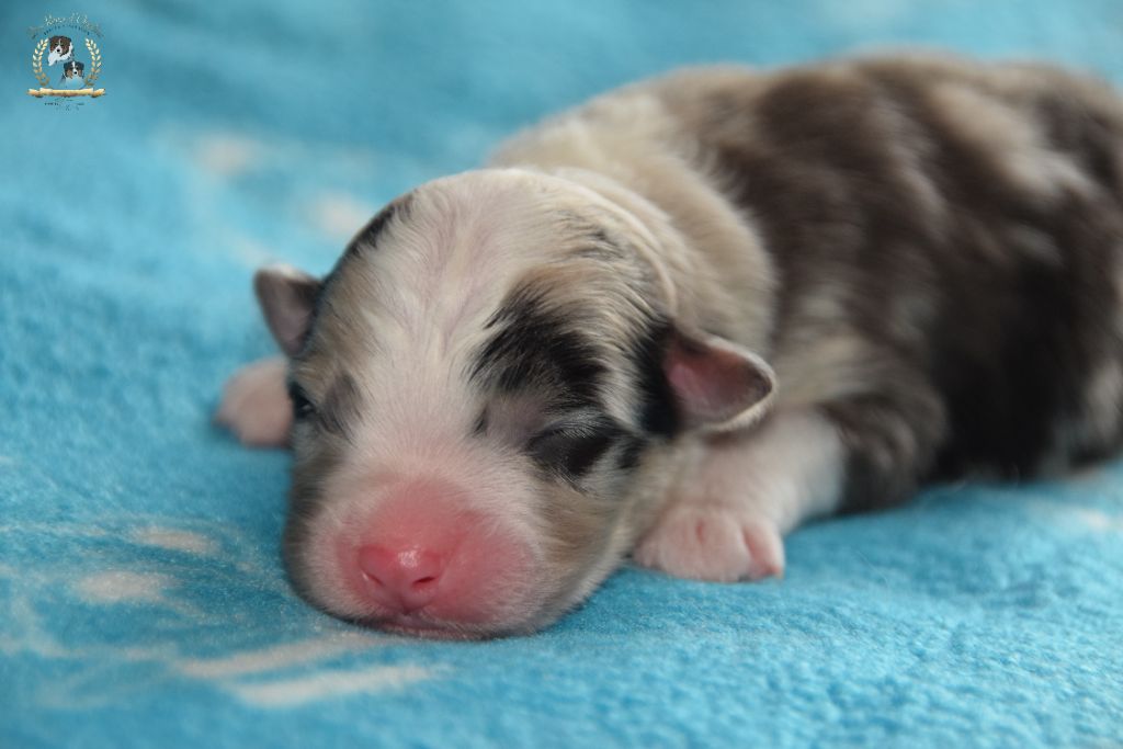 des rêves d'opaline - Chiots disponibles - Berger Australien