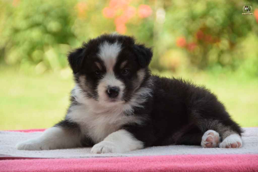 des rêves d'opaline - Chiots disponibles - Berger Australien