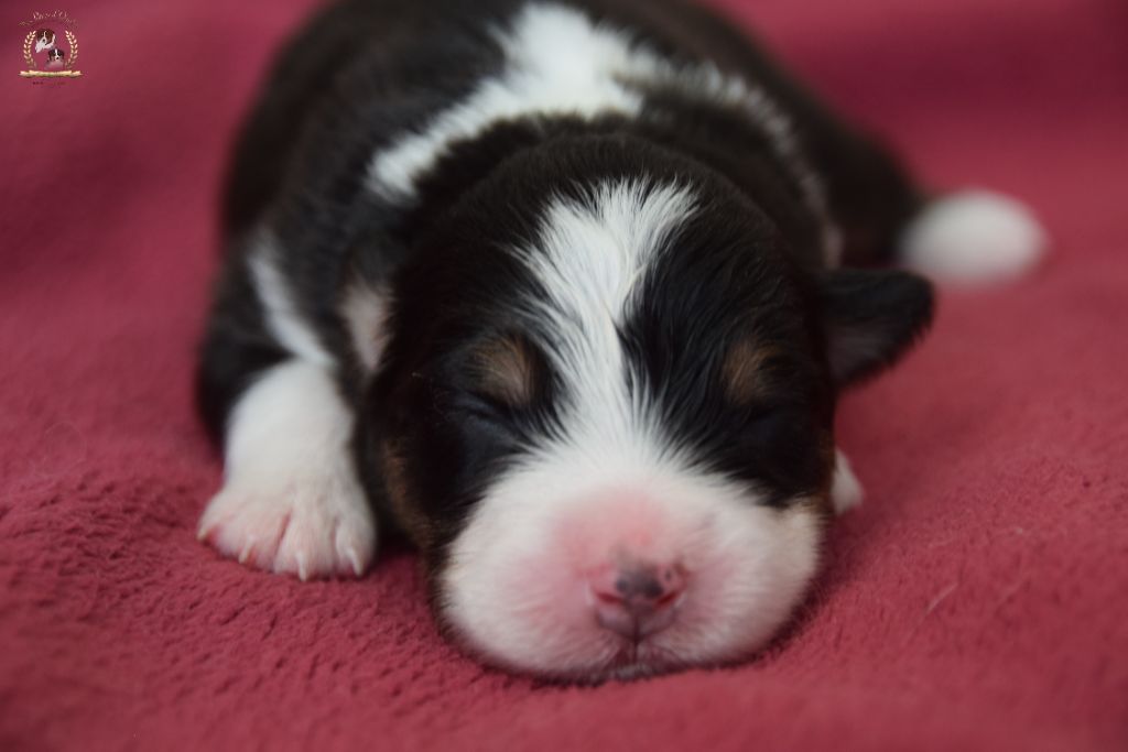 des rêves d'opaline - Chiots disponibles - Berger Australien