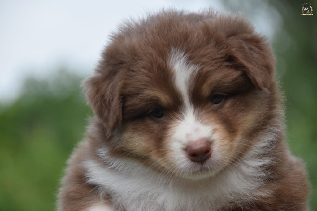 des rêves d'opaline - Chiots disponibles - Berger Australien