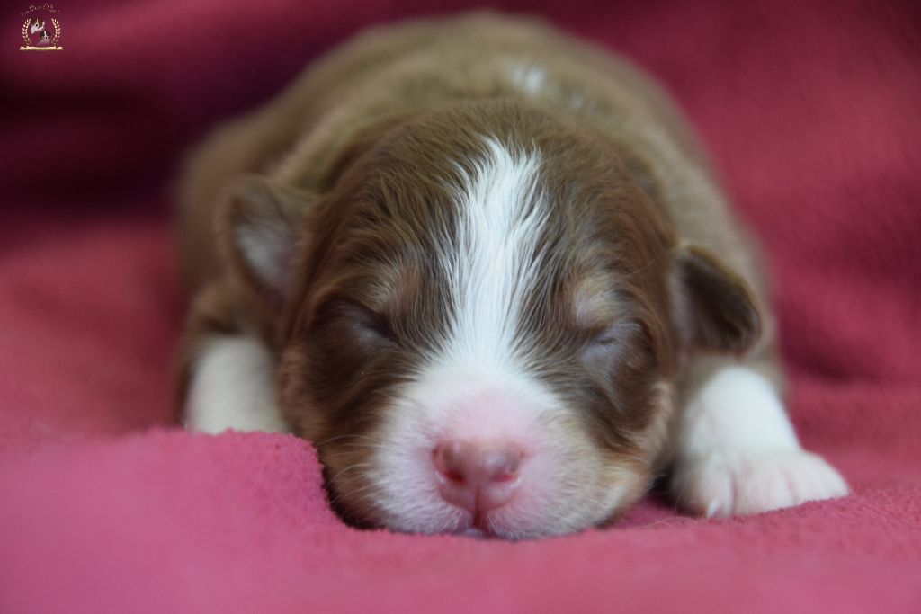 des rêves d'opaline - Chiots disponibles - Berger Australien