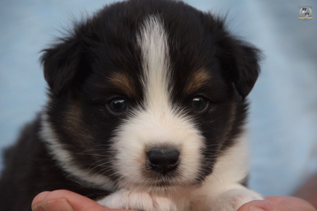 des rêves d'opaline - Chiots disponibles - Berger Australien