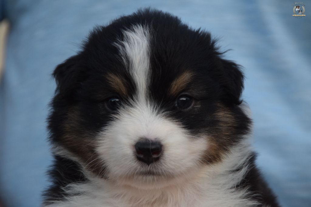des rêves d'opaline - Chiots disponibles - Berger Australien
