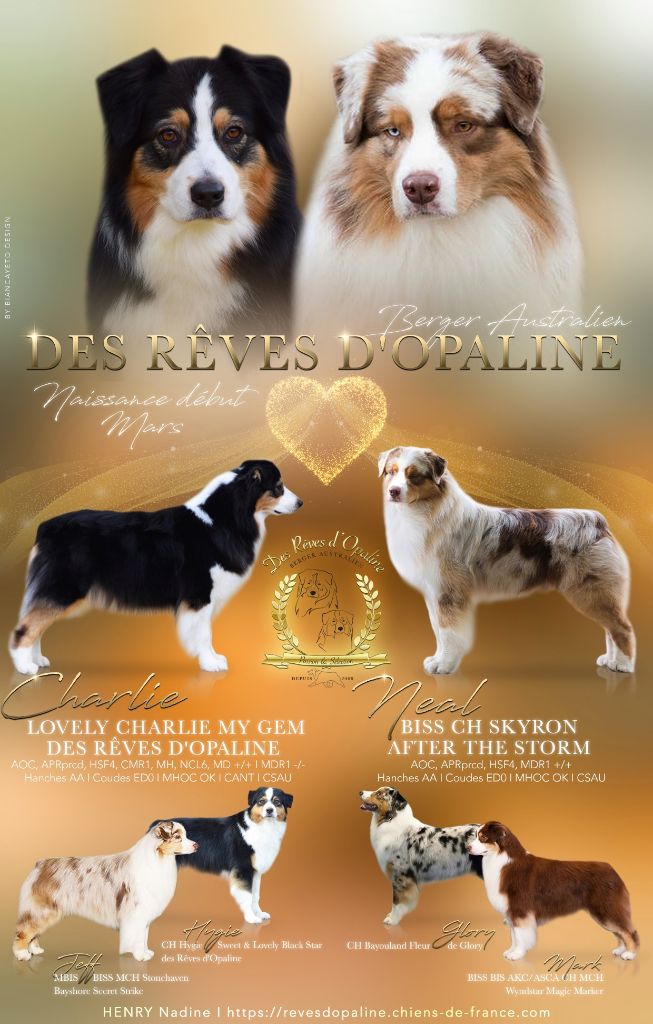 Chiot Berger Australien des rêves d'opaline