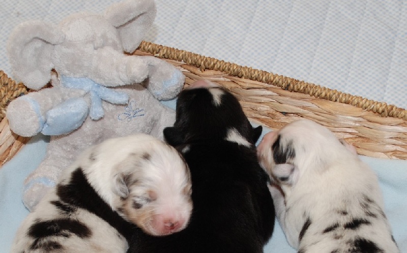 Chiot Berger Australien des rêves d'opaline