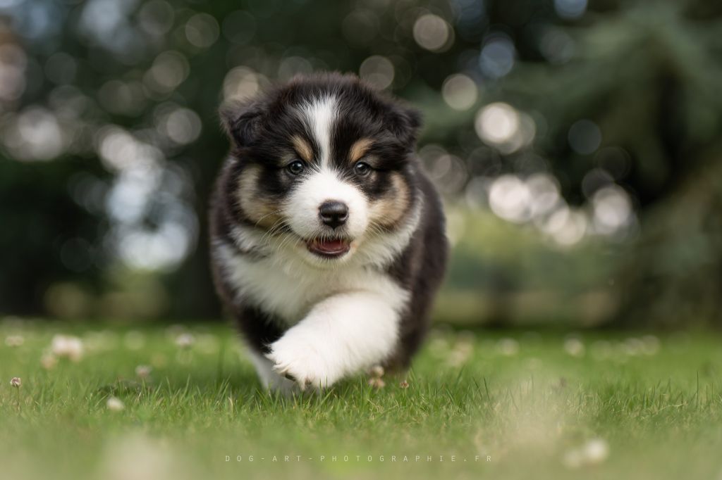 des rêves d'opaline - Chiots disponibles - Berger Australien