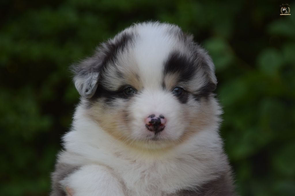 des rêves d'opaline - Chiots disponibles - Berger Australien
