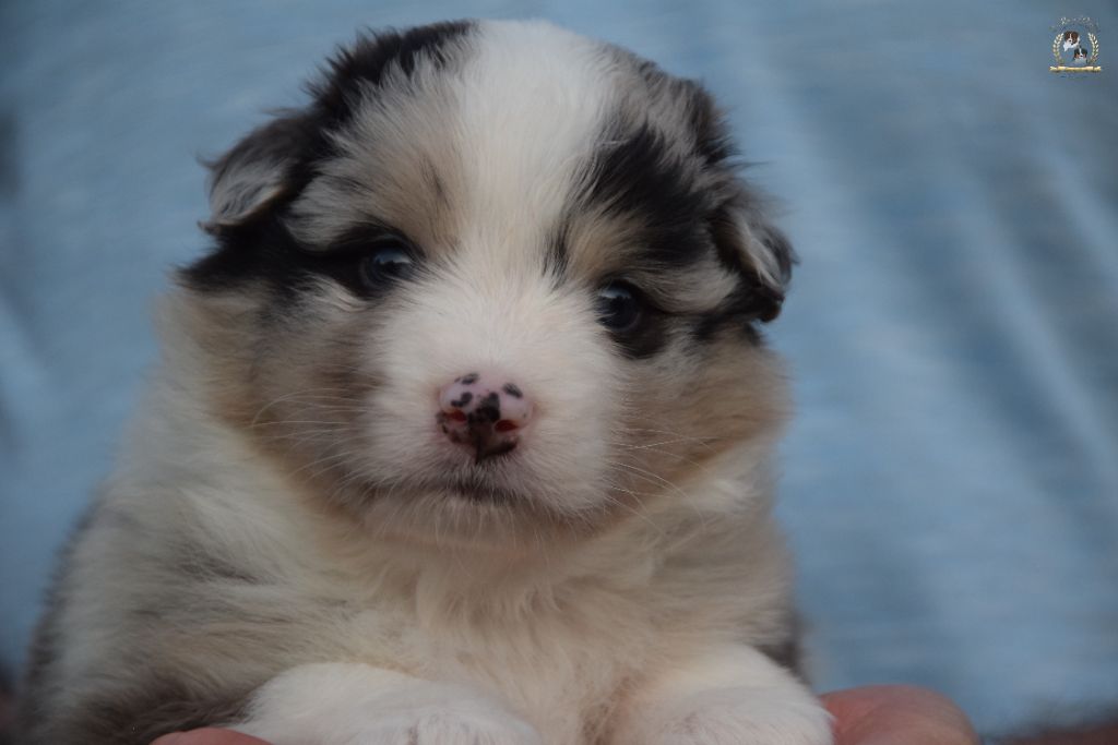 des rêves d'opaline - Chiots disponibles - Berger Australien