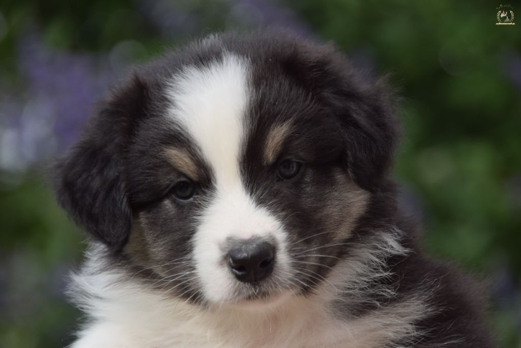 des rêves d'opaline - Chiots disponibles - Berger Australien