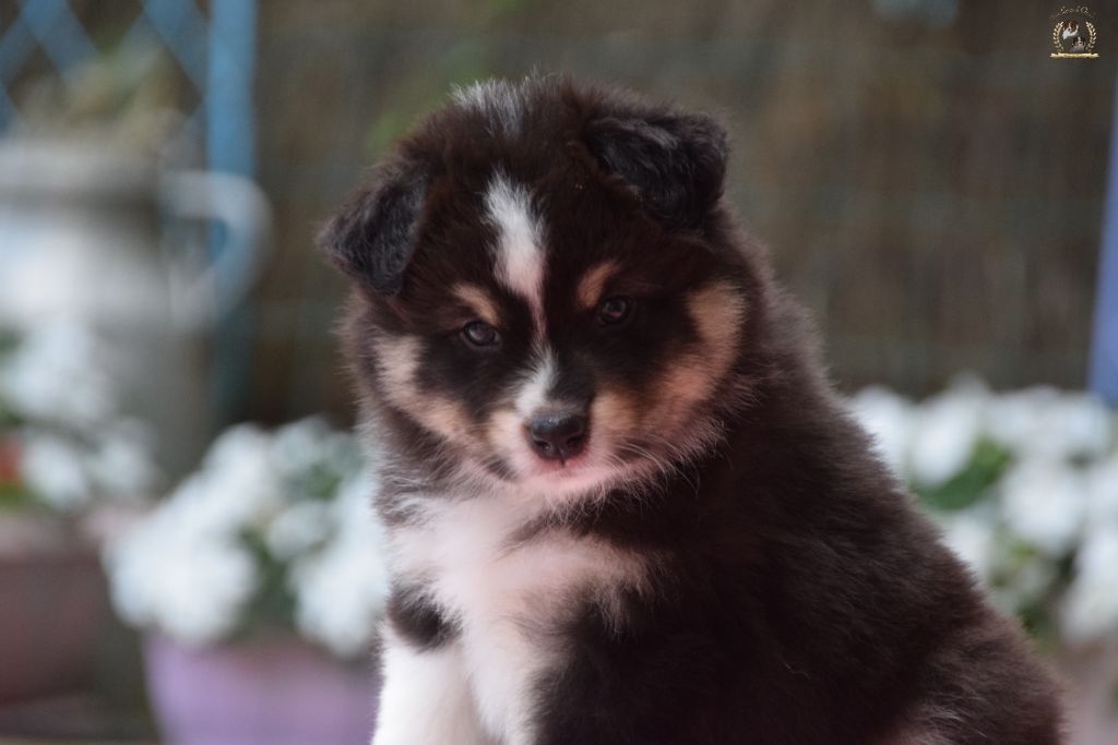 des rêves d'opaline - Chiots disponibles - Berger Australien