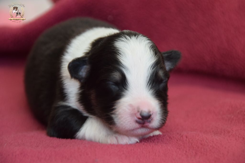 des rêves d'opaline - Chiots disponibles - Berger Australien