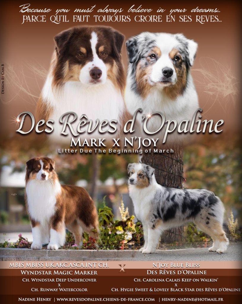 des rêves d'opaline - Berger Australien - Portée née le 05/03/2021