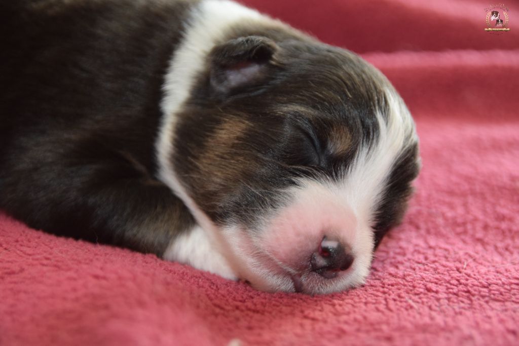 des rêves d'opaline - Chiots disponibles - Berger Australien