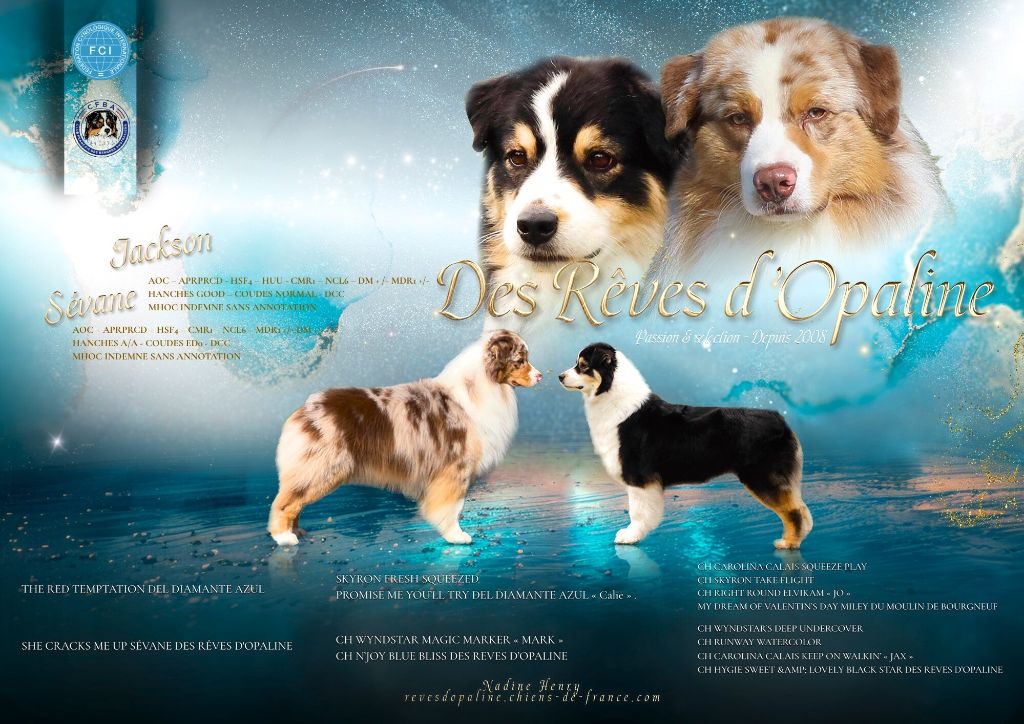 Chiot Berger Australien des rêves d'opaline